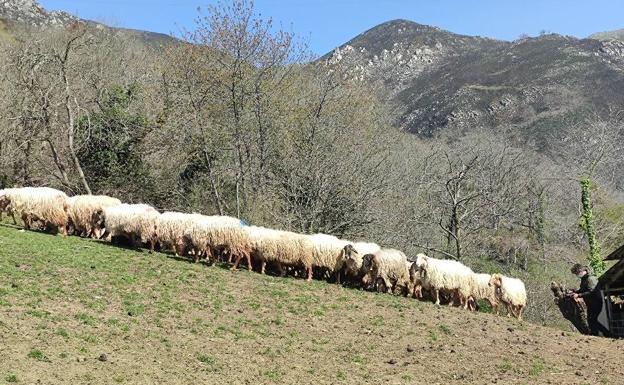 La ganadería tradicional asegura su rentabilidad en los Picos de Europa y contribuye a la conservación del quebrantahuesos