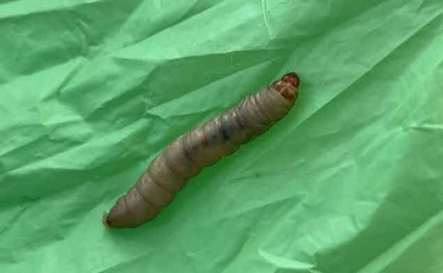 Los gusanos que degradan plástico en 40 minutos