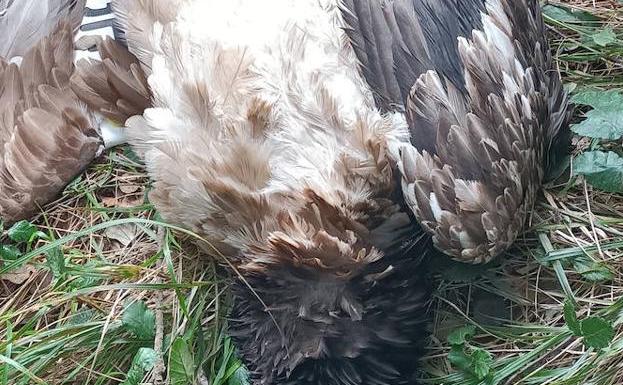 El quebrantahuesos hallado sin vida en Llanes murió electrocutado