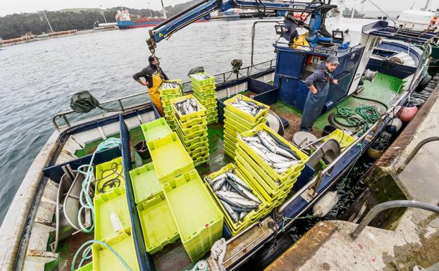 Arranca la costera de la xarda con una cuota de 1.647.411 kilos, un 5% más que en 2021