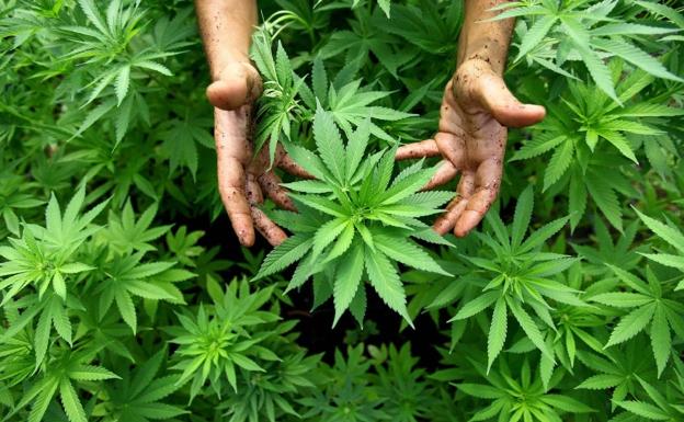 La Guardia Civil detiene a una anciana por cultivar en su casa 552 plantas de marihuana