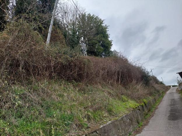 Cableado que se engancha con los árboles en Candamo