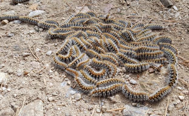 La Policía alerta sobre una plaga mortal para los perros y peligrosa para los niños