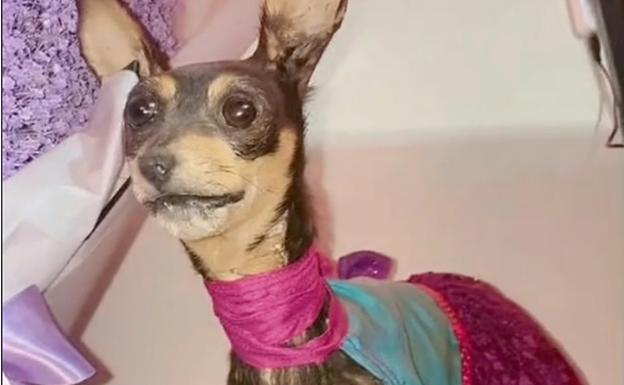 Muere su perrita y deciden disecarla, ponerle un vestido y pintarle las uñas