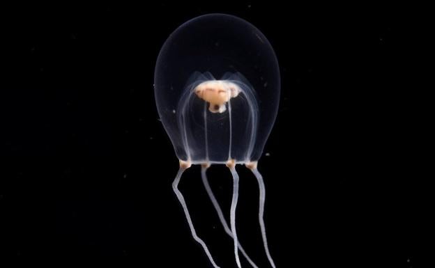 Un adolescente muere tras ser picado por una medusa