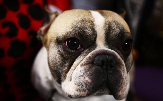 La ciencia responde: ¿a tu perro le importa si mueres?