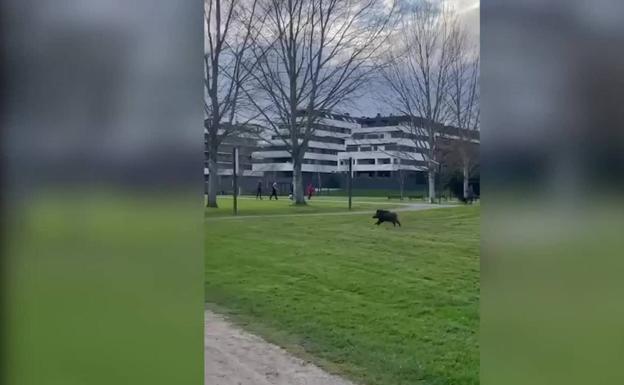 Susto en el parque fluvial de Gijón tras la incursión de un jabalí