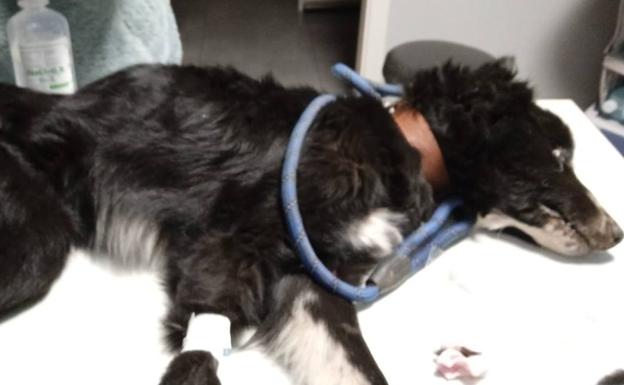 Investigan a una pareja de Tineo por el abandono de sus tres perros