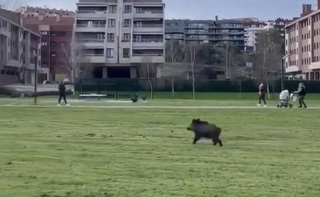 Los animalistas arremeten contra la «masacre indiscriminada» de jabalíes en Gijón