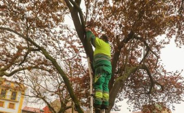 Avilés inicia la campaña contra la velutina