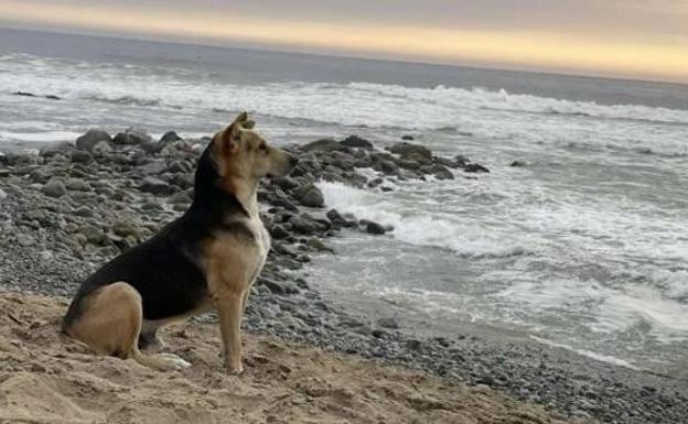 La emotiva historia de 'Vaguito', el perro que espera cada día delante del mar el regreso de su dueño fallecido