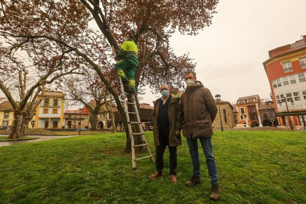 Trampas más eficaces contra la velutina