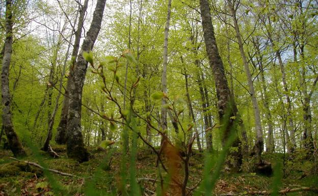 Los bosques más bellos de Asturias para perderte