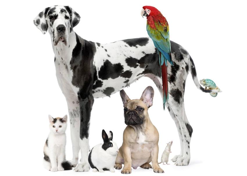 Efectos terapéuticos de los animales: alivian el estrés y ayudan a reducir el dolor