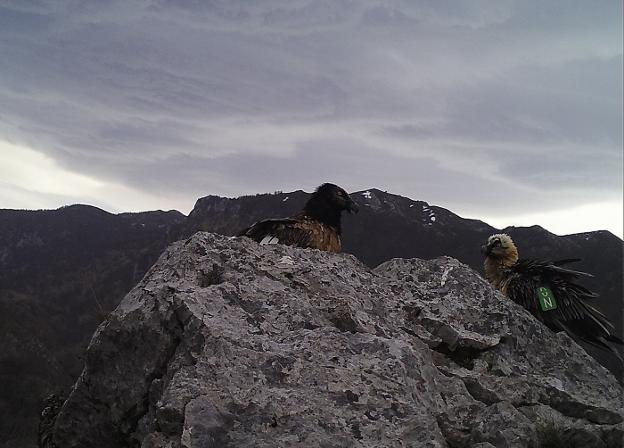 'Covadonga' y 'Cares', la segunda pareja de quebrantahuesos reproductora en los Picos