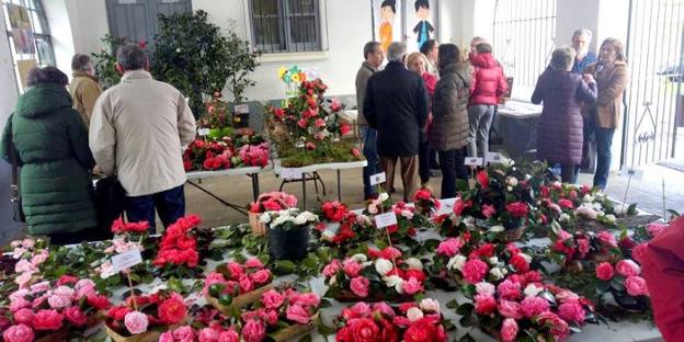 La Arena acoge la quinta exposición de flores de camelia del Bajo Nalón