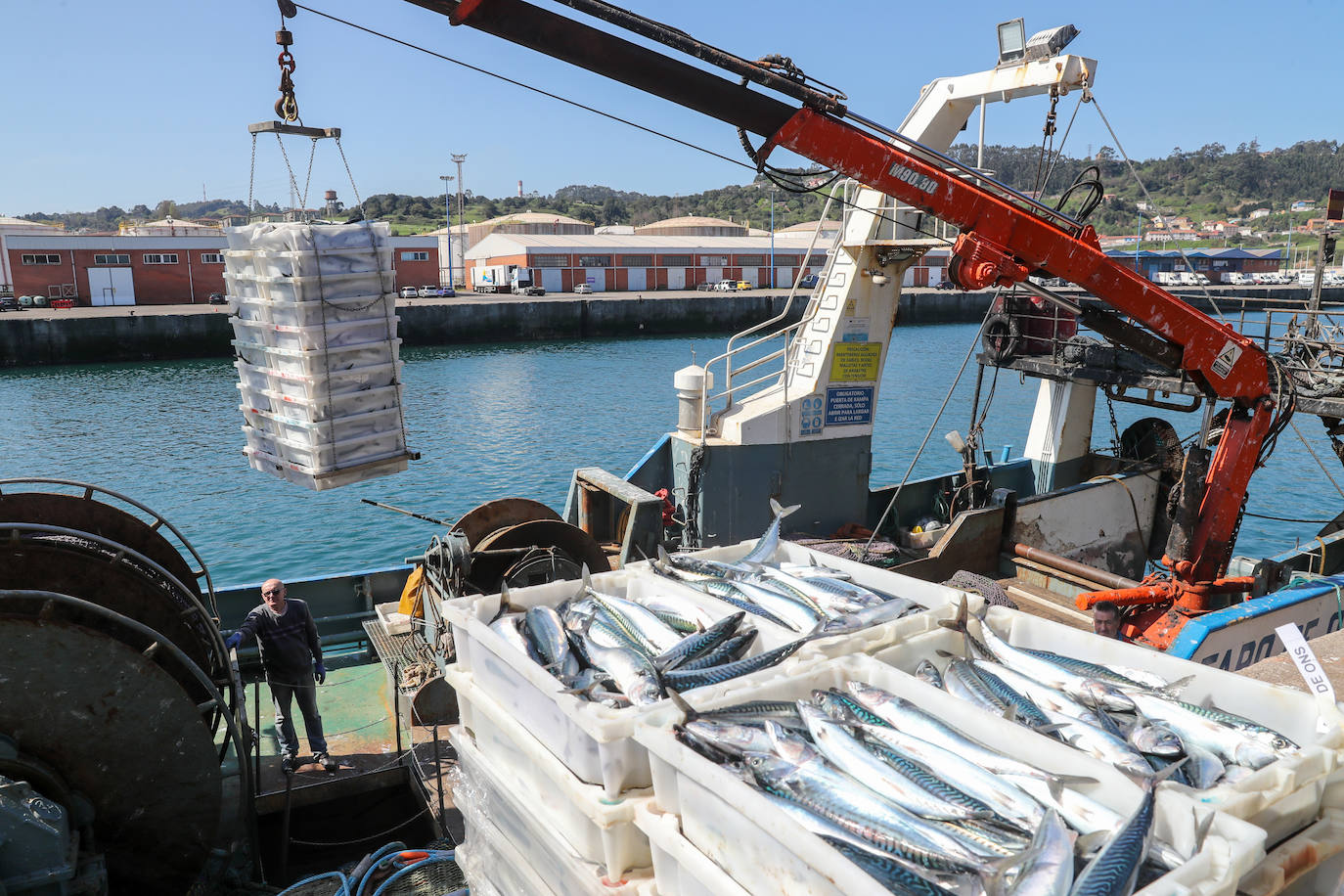 La xarda vuelve a la rula de Gijón