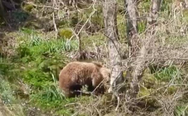 Los osos vuelven a la actividad en los montes asturianos tras su hibernación