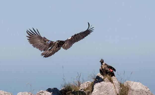 Hallan muerta a 'Vitorina', una quebrantahuesos liberada en Picos de Europa