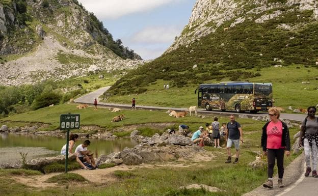 El plan de transporte a los Lagos de Covadonga entra en servicio este fin de semana