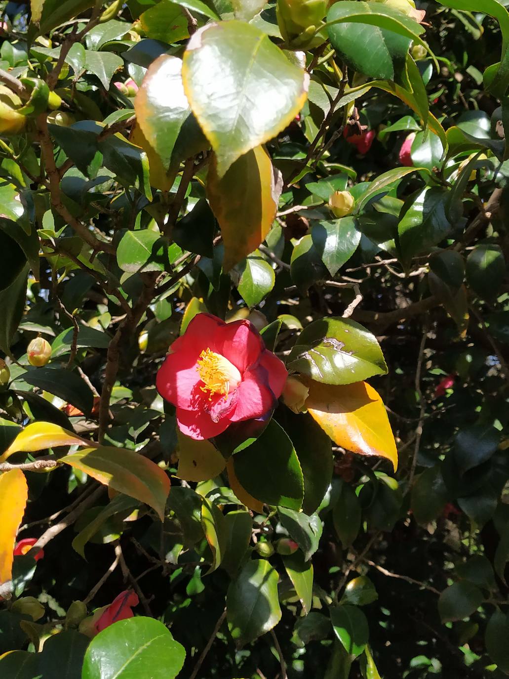 El jardín francés decimonónico del palacio de Valdesoto