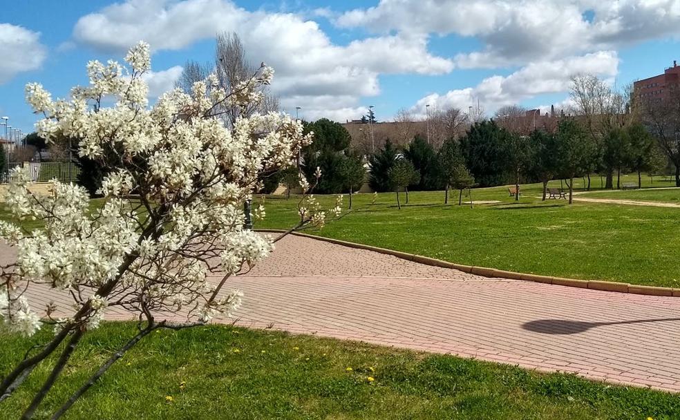 Así afectan los árboles de las ciudades a las alergias primaverales