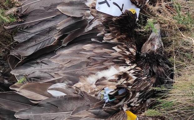 Hallan en los Picos de Europa el cadáver del quebrantahuesos 'Lorién', el tercero este año