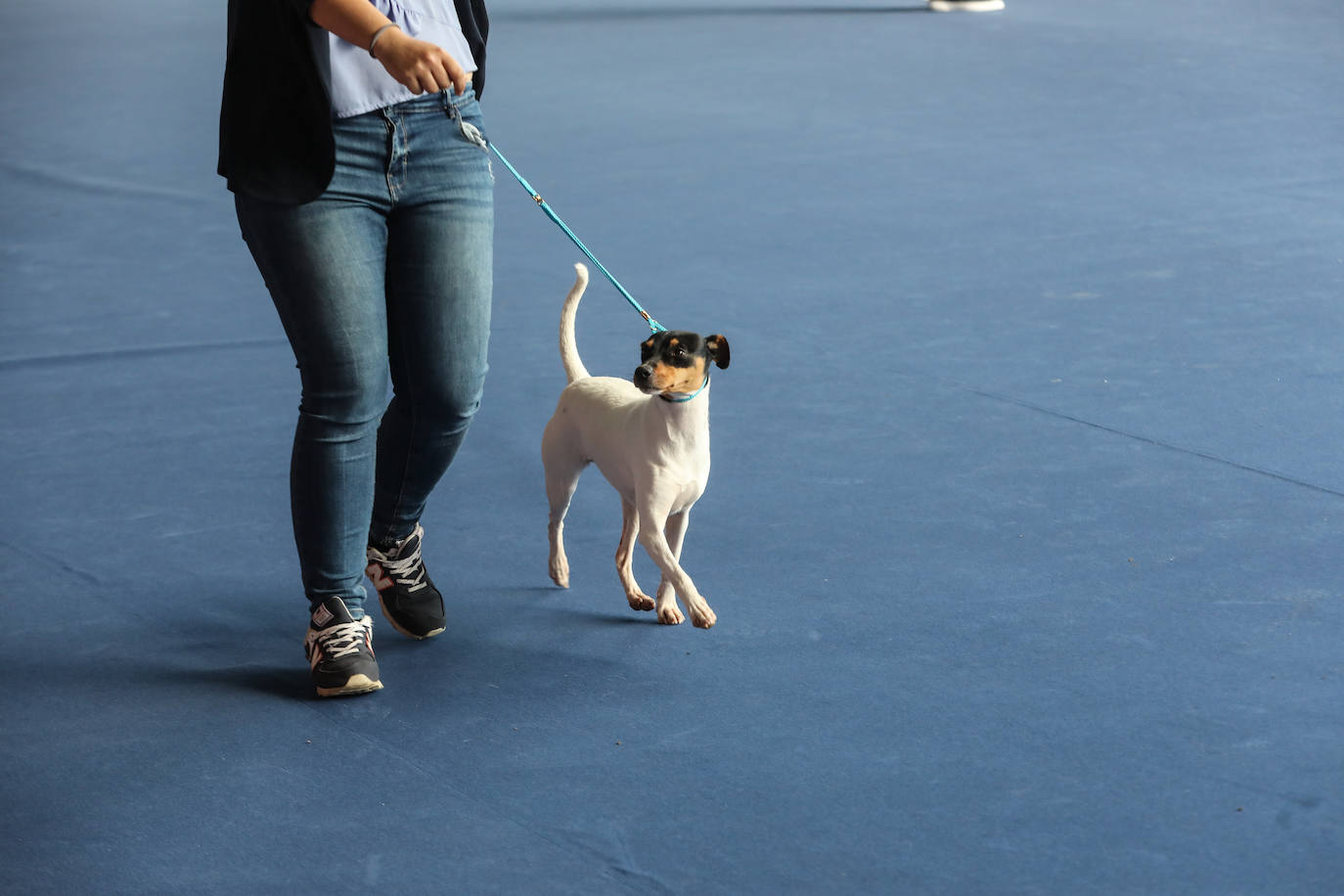 Las mascotas reinan en Avilés