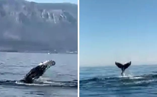 Avistan una ballena jorobada frente a la costa de Llanes: «Es un ejemplar que no suele verse por aquí»