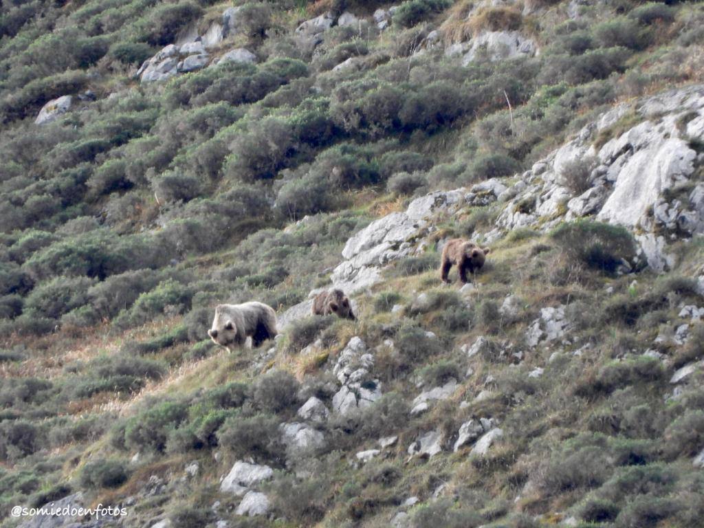 Los osos, protagonistas en la Semana Santa de Somiedo