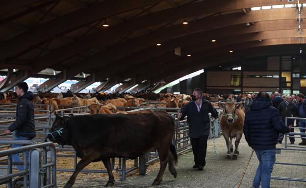 Alejandro Calvo: «El Mercado de Ganado de Siero es el mercado de Asturias»