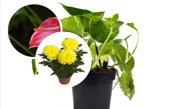 Siete plantas de interior que purifican el aire para dormir mejor