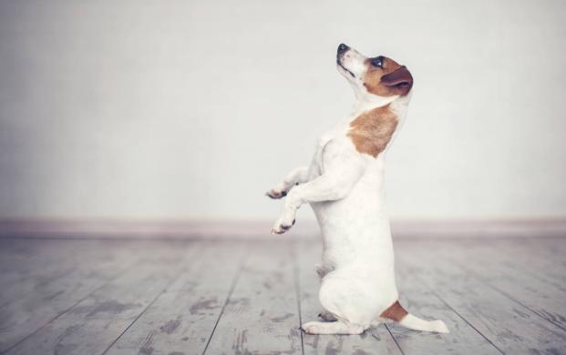 LOS PERROS CON MAYOR Y MENOR ESPERANZA DE VIDA