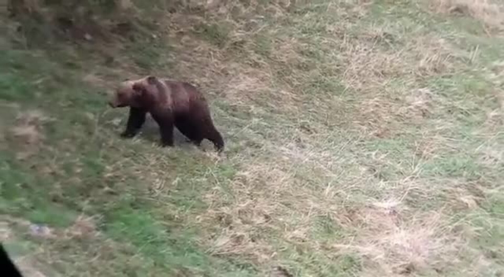 Un oso, de paseo por el suroccidente asturiano