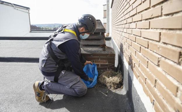 En marcha la campaña de retirada de nidos de unas gaviotas «cada vez más sedentarias»