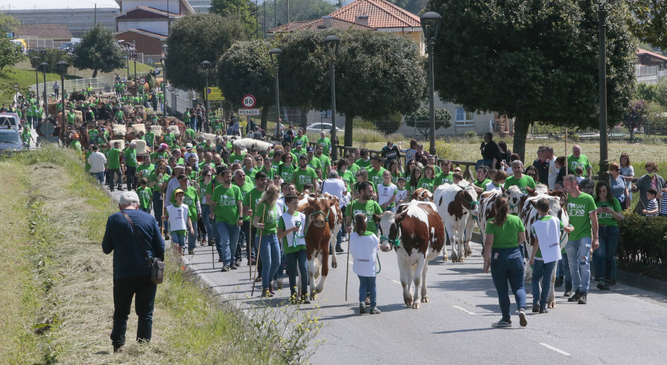 Multitudinario desfile de carros y animales en la fiesta de San Isidro de Llanera