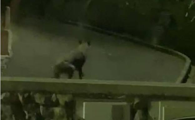 Un lobo por las calles del pueblo de Santillán