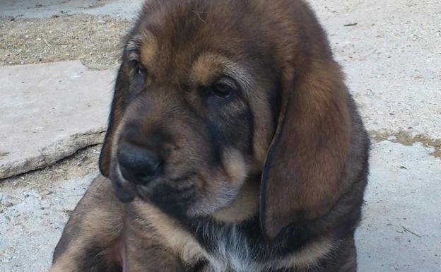 Triste despedida a 'Ron', el mastín leonés campeón del mundo