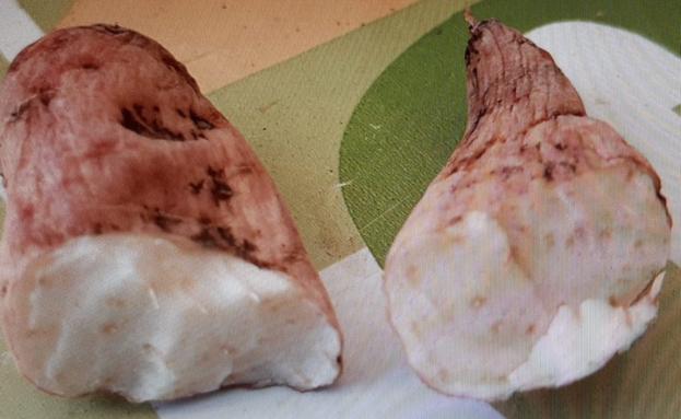 El consumo de 'nabo del diablo' provoca la muerte de un hombre