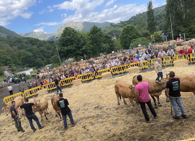 El lobo desmorona el sueño de los jóvenes ganaderos de Morcín