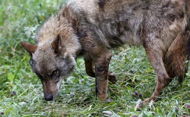 El Principado negocia que los bancos adelanten el pago de daños del lobo