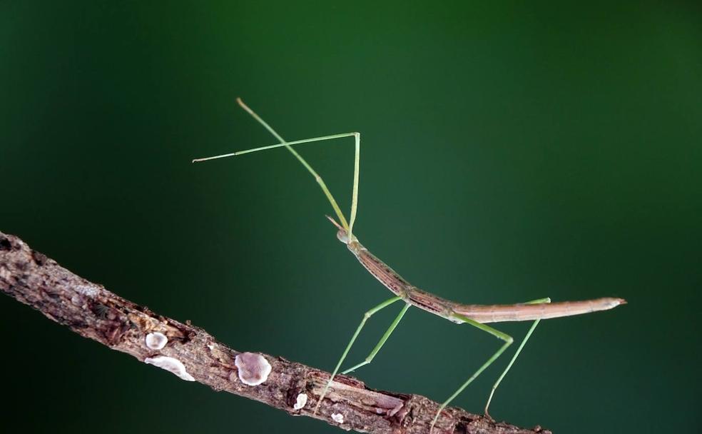 Los cientifícos alertan de la disminución de insectos