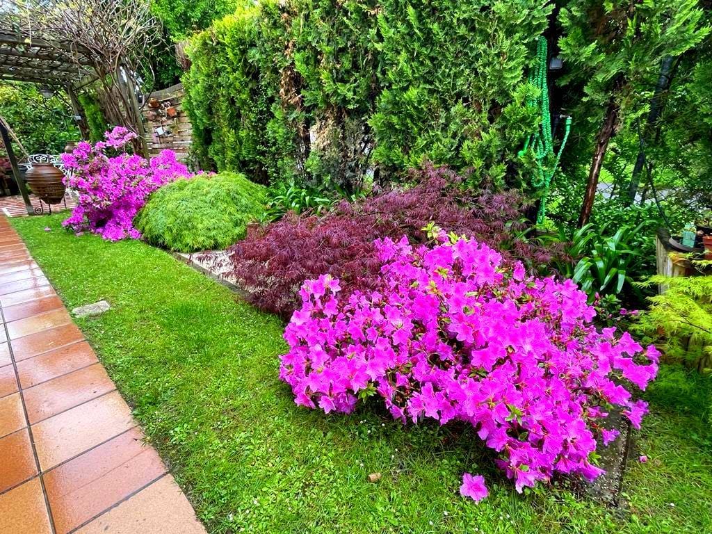 Fotos: Arces, arces y más arces japoneses: el jardín de Bárbara Canga y  Rafa en El Pisón | El Comercio