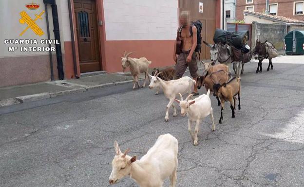 Un peregrino francés con cinco burros, tres cabras y un perro provoca un accidente mientras hacía el Camino en Ribadesella