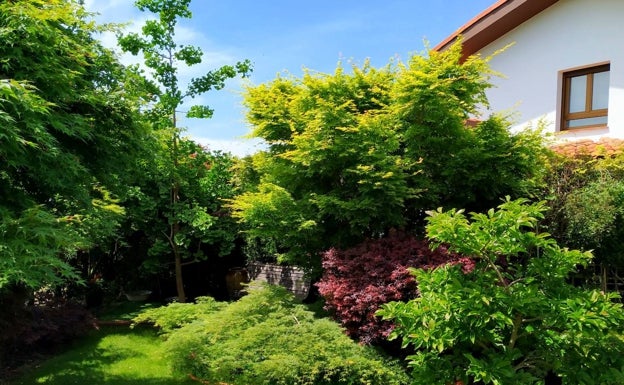 Arces, arces y más arces japoneses: el jardín de Bárbara Cangas y Rafa Marro en El Pisón