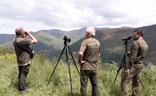 Rescatan a una osa gravemente herida en Cangas del Narcea