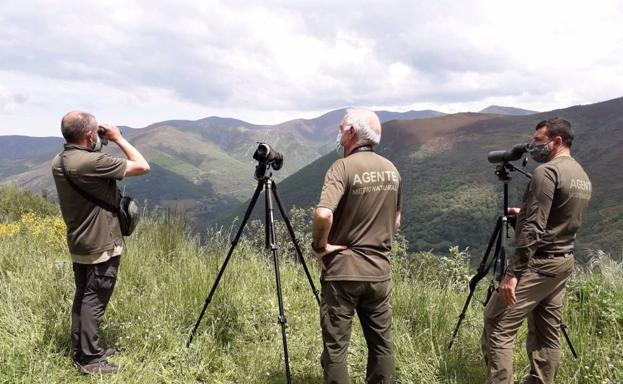 Medio Rural activa el protocolo para practicar la eutanasia a la osa herida en Cangas del Narcea