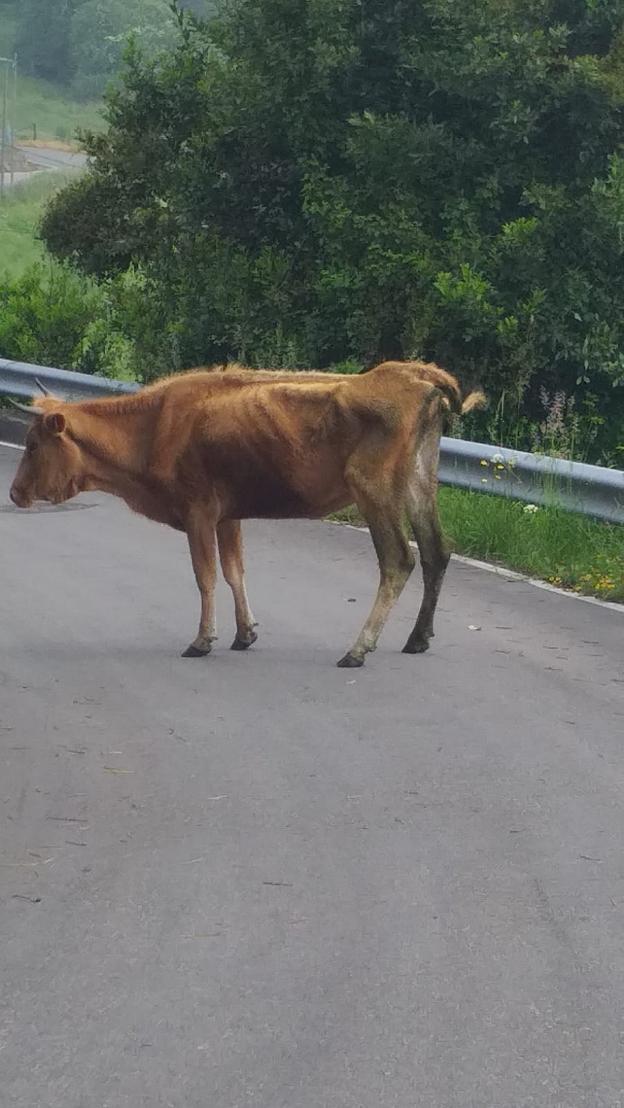 Las vacas abandonadas que deambulan por Fano