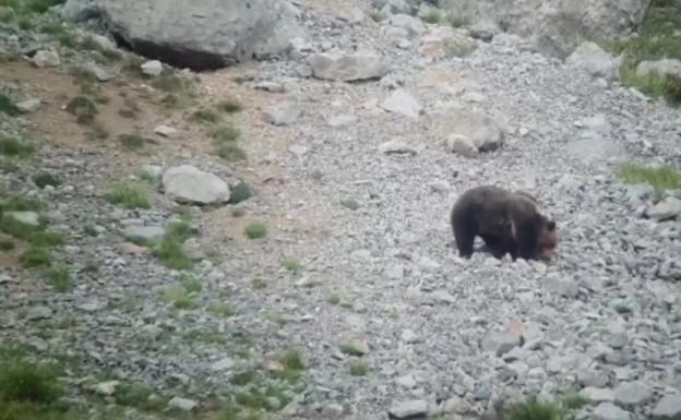 Vídeo | Muere un oso al despeñarse durante una pelea con una hembra con cría