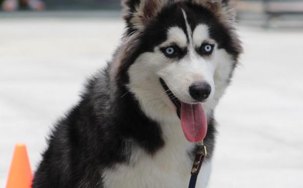 Pierde a su perro y ofrece esta moto como recompensa